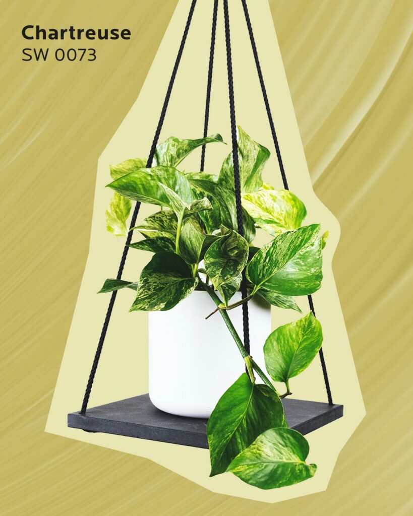 Pothos plant on a green background.