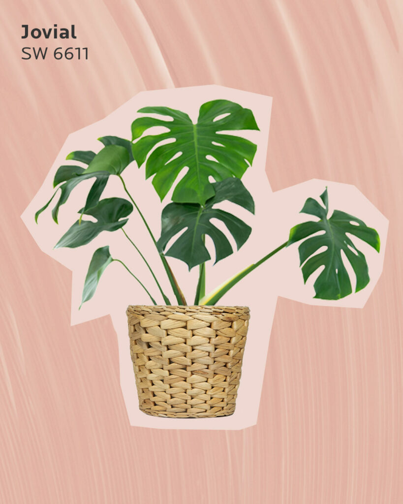 Monstera plant on a pink background