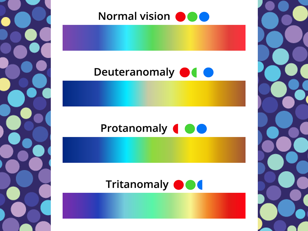 A color spectrum chart showcasing how three different types of color blindness view colors differently from normal color vision